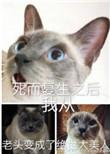 死而复生之后我从老头变成了绝世大美人黑猫白袜子