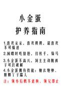 小金蛋护养指南作者糯糯啊